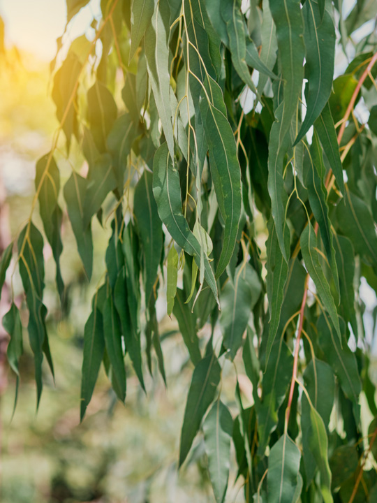 VieArome-Diffuselle-Respiratoire-10ml-04