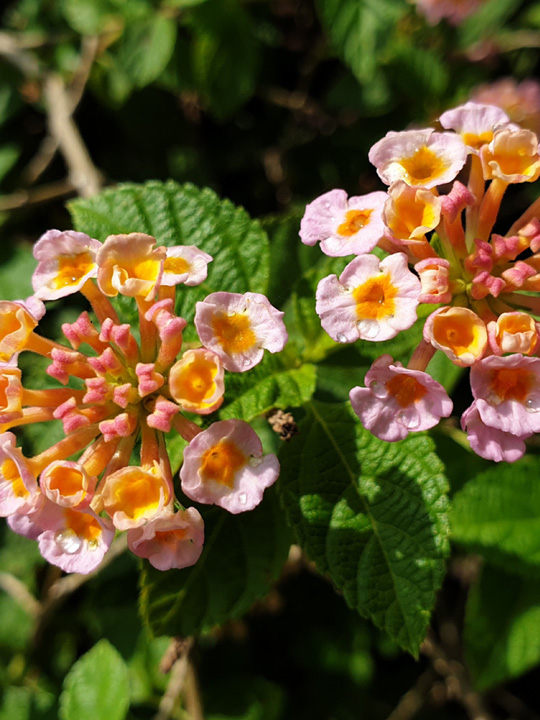 VieArome-Diffuselle-Verveine-Exotique-10ml-04