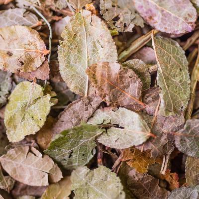 Myrtille* Feuilles Bio