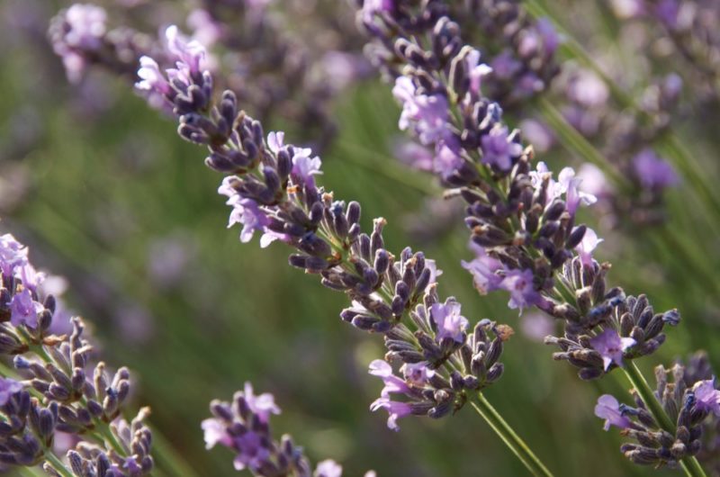 LAVANDIN SUPER Sommités fleuries Provence* LAVANDIN SUPER Sommités fleuries Provence*