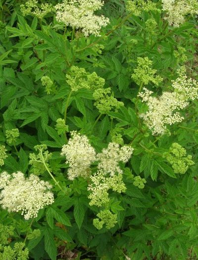 Reine des Prés Sommités fleuries Bio 40 g *