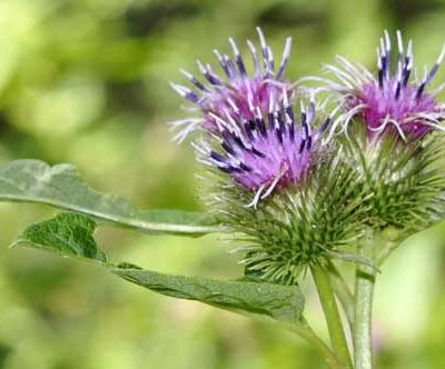 Bardane Racine Bio 50 g *