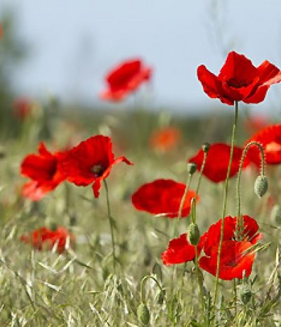 Coquelicot Pétales Bio 50 g *