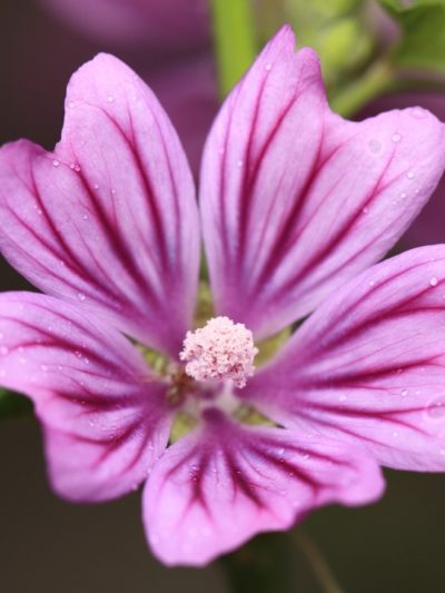 Mauve Sommités fleuries Bio 30 g *