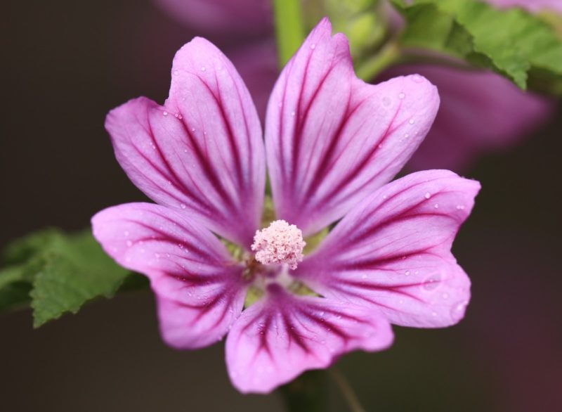 Mauve Sommités fleuries Bio 30 g * Mauve Sommités fleuries Bio 30 g *