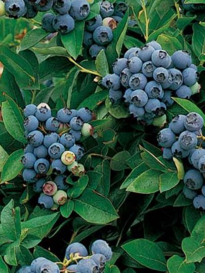 Myrtille Fruits Bio 50 g