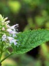 PATCHOULI Partie aérienne fleurie Sri Lanka 5 ml