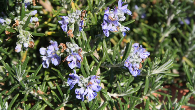 ROMARIN A CAMPHRE Rameaux Espagne * ROMARIN A CAMPHRE Rameaux Espagne *