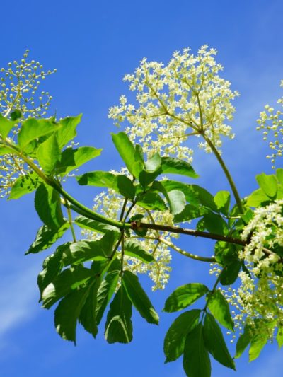 Sureau Fleurs Bio 30 g *