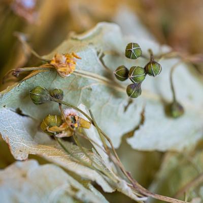 Tilleul des Baronnies Bio