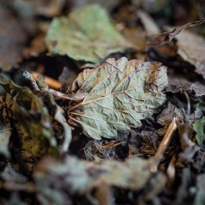 Plante simple Mélisse Bio Melissa officinalis France