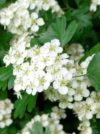 Aubépine Fleurs et feuilles Bio 40 g *