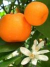 MANDARINE ROUGE (MANDARINIER) Zeste Sicile 10 ml