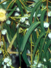 EUCALYPTUS GLOBULUS *