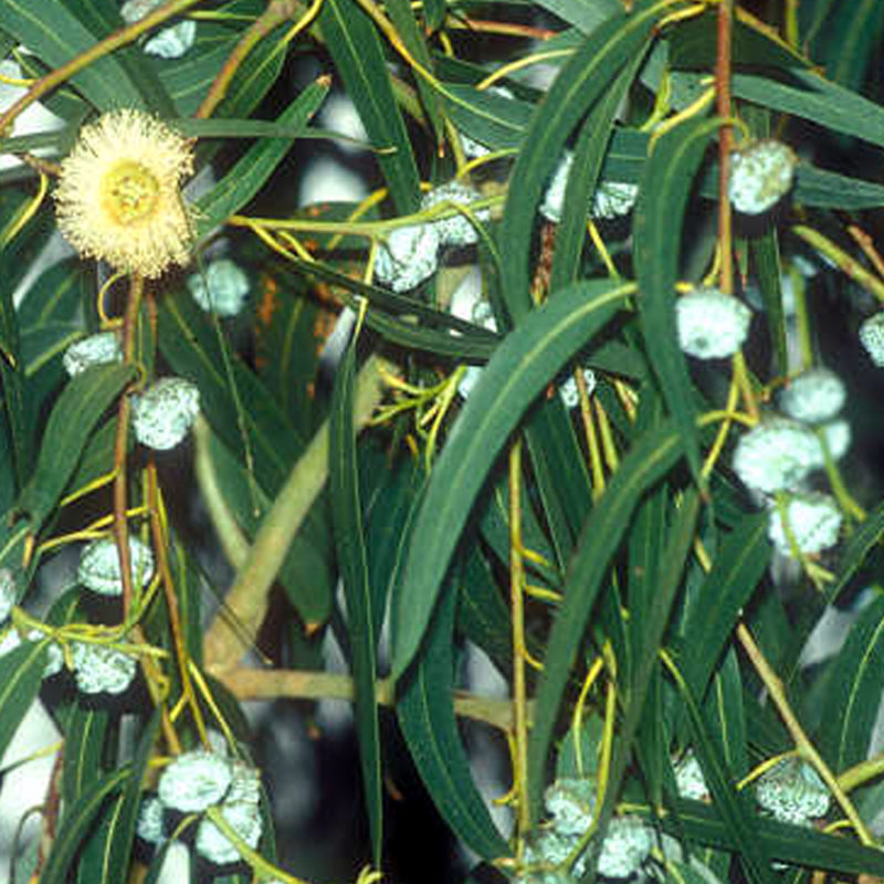 EUCALYPTUS GLOBULUS *