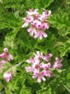HYDROLAT GERANIUM BOURBON *