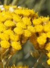 HELICRYSE ITALIENNE (IMMORTELLE) Sommités fleuries Corse 2 ml