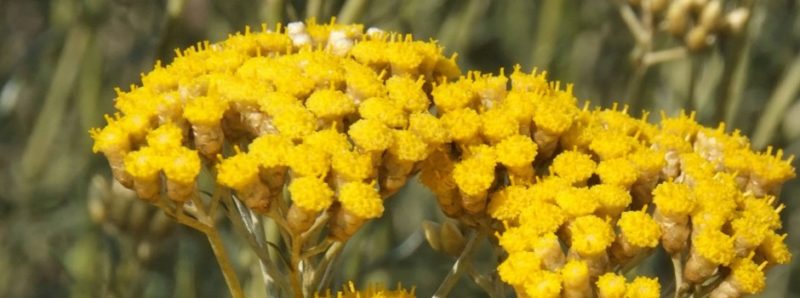 HELICRYSE ITALIENNE (IMMORTELLE) Sommités fleuries Corse 2 ml