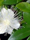 MYRTE VERT Rameaux fleuris Corse 2 ml