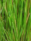 VETIVER Racine Madagascar 5 ml *