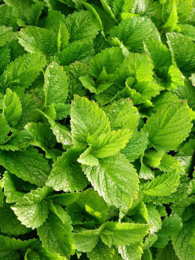 Hydrolat MENTHE POIVREE* Bio France
